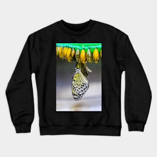 Brand new butterfly Crewneck Sweatshirt